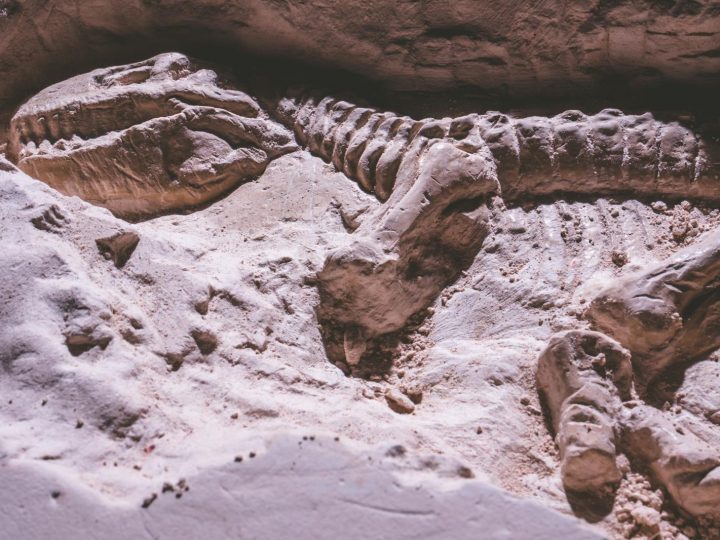Scoperto il predatore dei mari preistorici: un fossile spettacolare in UK!