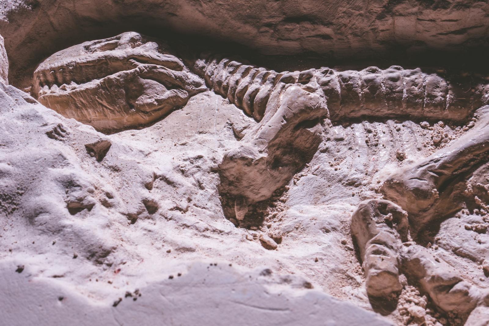 Scoperto il predatore dei mari preistorici: un fossile spettacolare in UK!