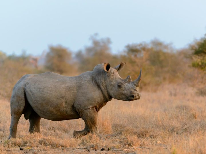 Missione di liberazione: come 2000 rinoceronti bianchi guadagneranno la libertà in Africa!