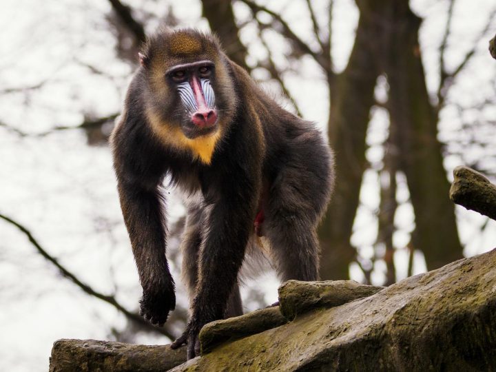 Eccesso di babbuini allo zoo: la soluzione estrema che divide l’opinione pubblica