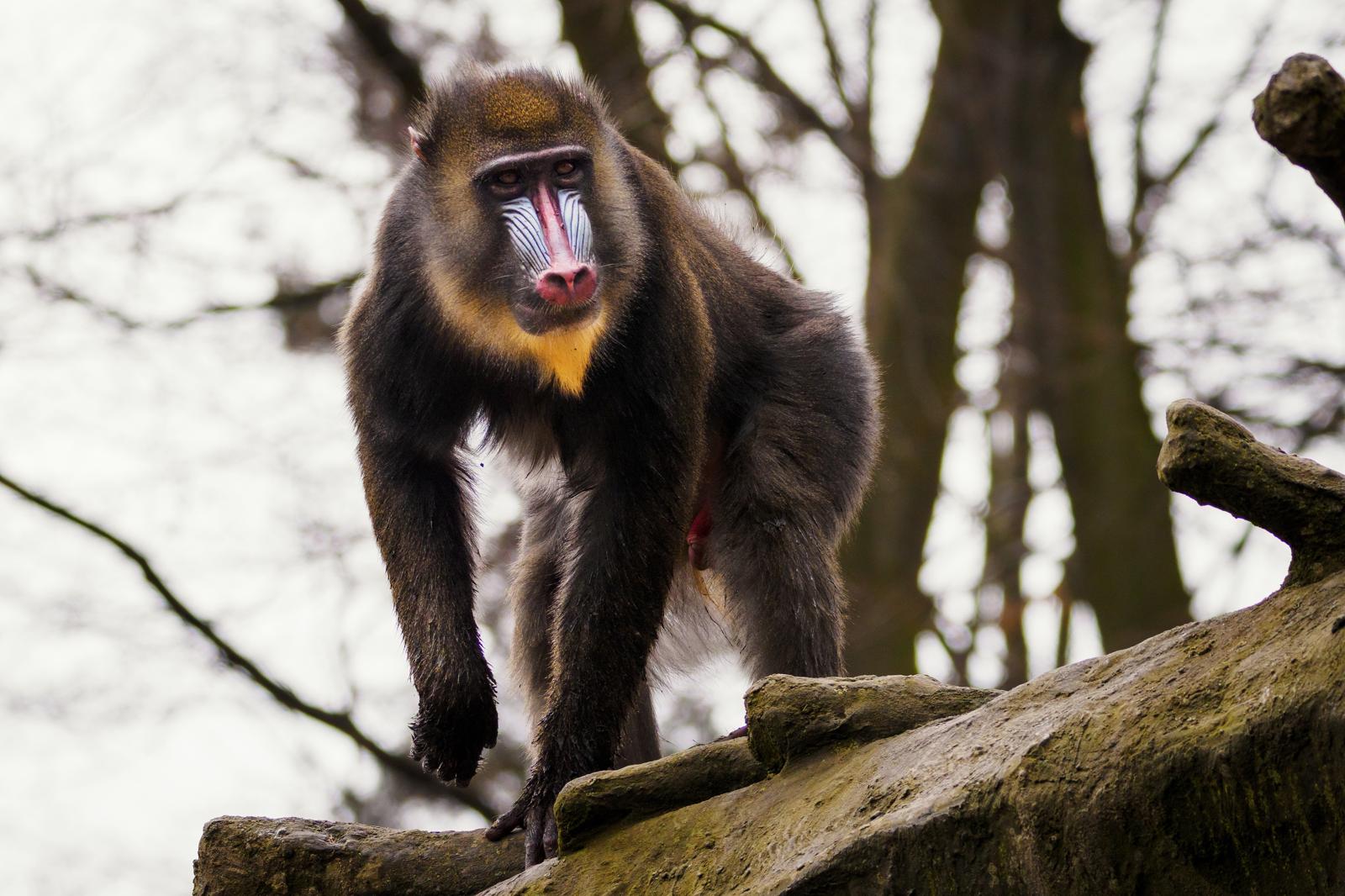 Eccesso di babbuini allo zoo: la soluzione estrema che divide l’opinione pubblica