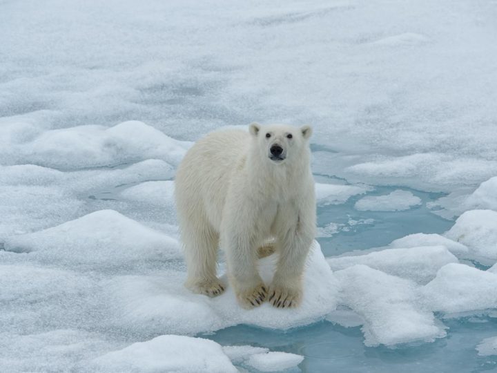 Svelato: la lotta disperata degli orsi polari per sopravvivere senza ghiaccio!